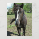 Search for blazing postcards Animals