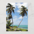 Search for florida keys postcards Palm trees