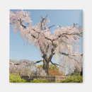 Search for clear blue sky Cherry blossom