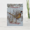 Search for pheasant cards Phasianus colchicus
