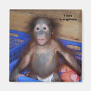 Search for ape monkey magnets Primate