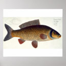 Search for ichthyology posters Kruger