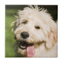 Search for panting tiles Pet
