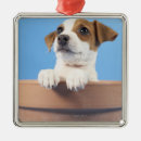 Search for jack russell christmas tree decorations Animal