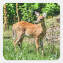 Search for spotted stickers Deer