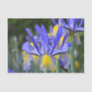 Search for yellow iris Summer