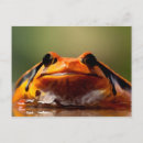 Search for amphibian postcards Cute