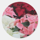 Search for poinsettia flowers stickers Red
