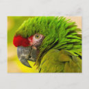 Search for cathy postcards Green