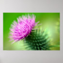 Search for scottish thistle art Floral