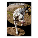 Search for dalmatian birthday cards Animal