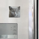 Search for kitty magnets Trendy