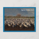 Search for migrating postcards Birds