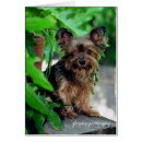 Search for yorkie photography Terrier