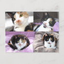 Search for tortoise shell postcards Cat