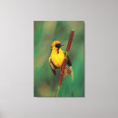 Search for danita delimont canvas prints Colour image