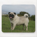 Search for mops mousepads Panting