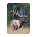 Search for bulls magnets Alberta