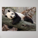 Search for panda wall posters Wildlife photos
