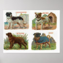 Search for vintage dog posters Puppy