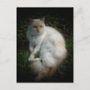 Search for cat fluffy postcards White