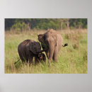 Search for indian elephant posters Corbett