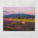 Search for shasta postcards Sunset