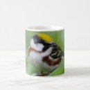 Search for warblers mugs Bird