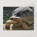 Search for tortoises postcards Photography