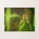 Search for spider puzzles Insect