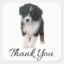 Search for australian shepherd stickers Puppy