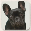 Search for bulldog coasters Photography