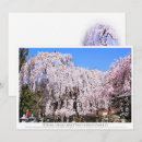 Search for nara Cherry blossom