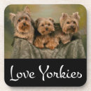 Search for yorkshire coasters Yorkie