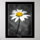 Search for black and white daisy posters Nature