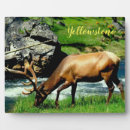 Search for elk Home