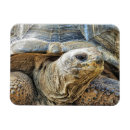 Search for tortoise magnets Animal