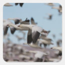 Search for snow goose stickers Bird