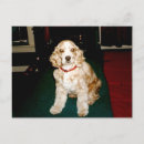 Search for cocker spaniel postcards Puppies