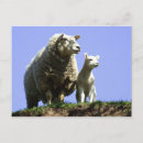 Search for ewes postcards Farm