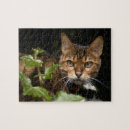 Search for bengal cat puzzles Wild