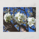 Search for clusters postcards Floral