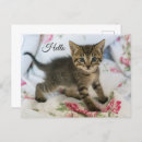Search for surprise postcards Feline