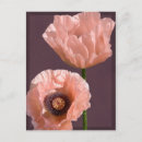 Search for salmon pink postcards Coral