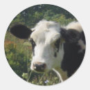 Search for heifer stickers Animal