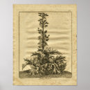 Search for medicinal herbs posters Botanical