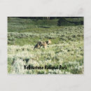 Search for coyote postcards Animal