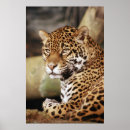Search for jaguars photography Zoo