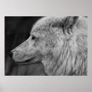 Search for wolf pictures posters Black