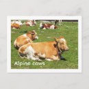 Search for alpine postcards Austria
